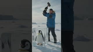 Hero Rescues Frozen Penguin Trapped Inside Ice! 🐧❄️ #Shorts