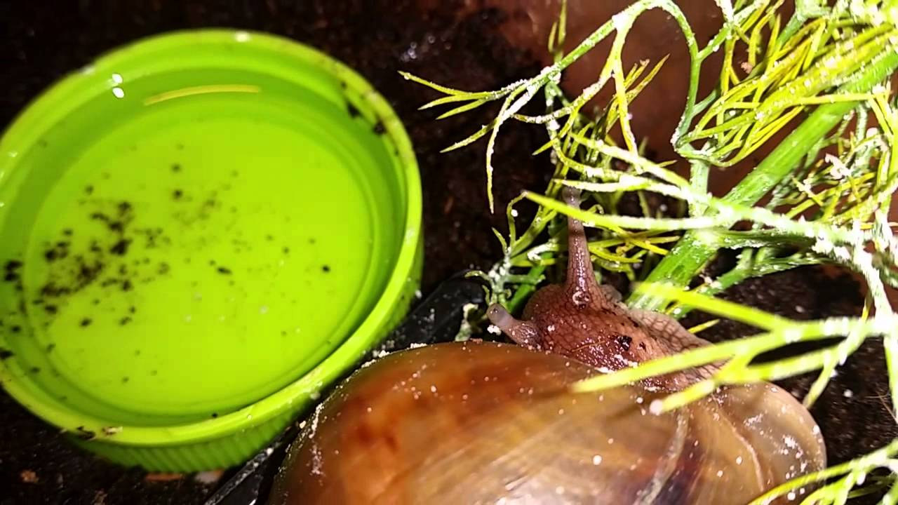 Achatina eating dill YouTube
