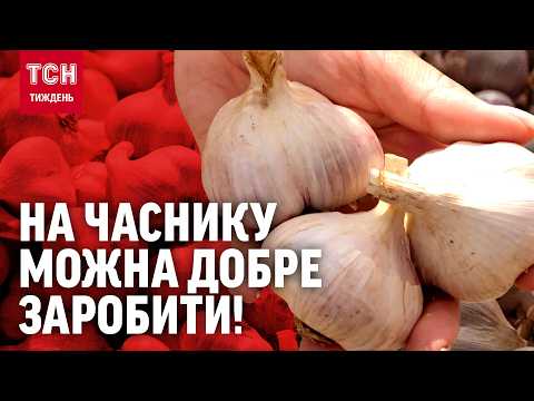 UKRAINIAN GARLIC "LYUBASHA" IS GOLD FOR FARMERS!