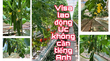 Visa lao động Úc không cần tiếng Anh