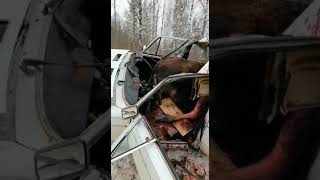 Авария в Рыбинске (лось залетел в салон автомобиля). / Видео