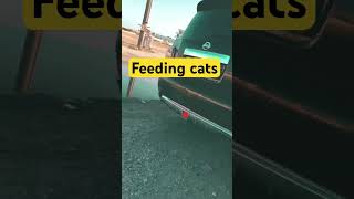 Feeding cats!!!