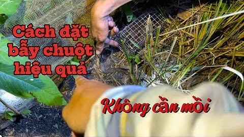 Cách Đặt Bẫy Chuột KHÔNG CẦN MỒI Đơn Giản Mà Hiệu Quả | Bẫy Chuột Đồng | Miền Quê Tiền Giang