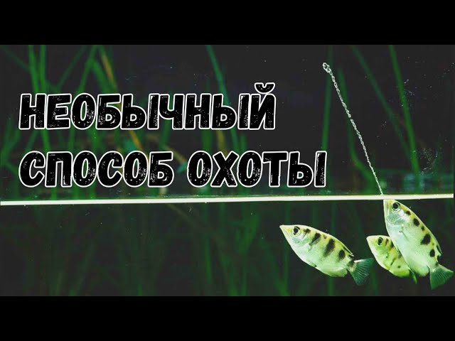 Как и зачем рыбы брызгуны стреляют водой