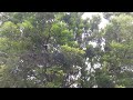 BIG tree and Thunderstorm