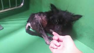 保護犬ルナについて