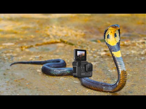 მამაკაცმა გველს კამერა მიამაგრა და აი რისი გადაღება შეძლო