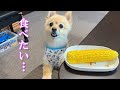 初めてトウモロコシを食べるポメラニアンのポメくん