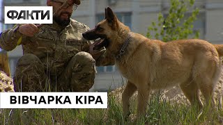 😔Покинули господарі, прив’язавши до дерева: історія вівчарки Кіри 🐶, яку врятували бійці ТрО