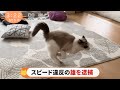 【もふ猫NEWS】スピード違反の雄を逮捕