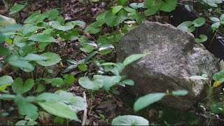 Montgomery County moving forward with plans to save historic Black cemetery in Potomac