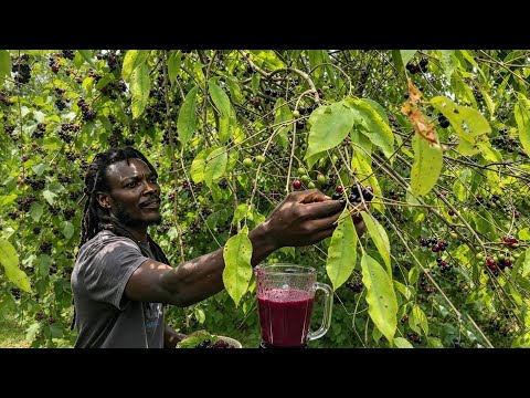 EXOTIC FRUIT CREATE ONE THE BEST JUICE I EVER DRINK FULL OF OF VITAMINS  