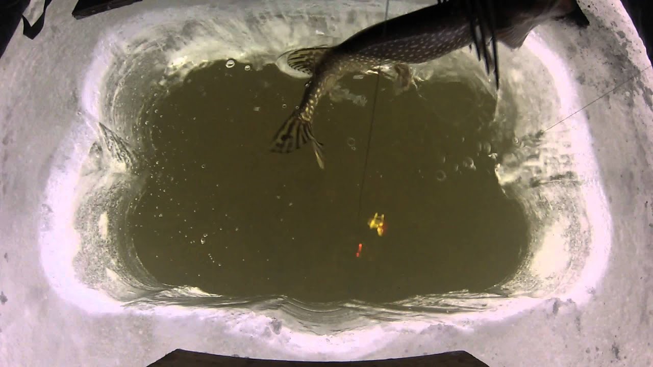 PIKE POKERS EPISODE 2 NORTHERN PIKE SPEARING YouTube