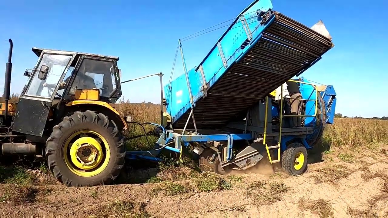 Nareszcie wykopki u Andrzeja Ziemniaki piękne na taśmie Anny Z-644
