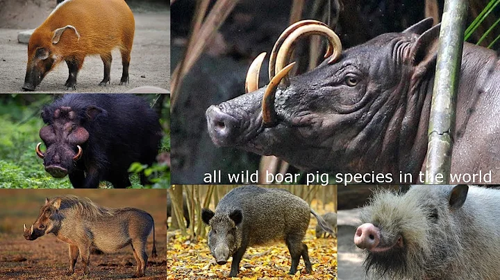 All wild pig , boar , hog , swine species - type of pigs