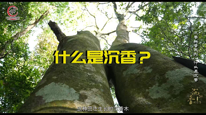 沉香科普系列第一集什麼是沉香？ - 天天要聞
