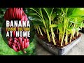 Banana tissue culture at home  how to do banana plant tissue culture at home