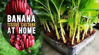 Banana Tissue Culture At Home | How to do Banana Plant Tissue Culture at Home..!