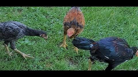 ME NYUAM QAIB THAIB 2021