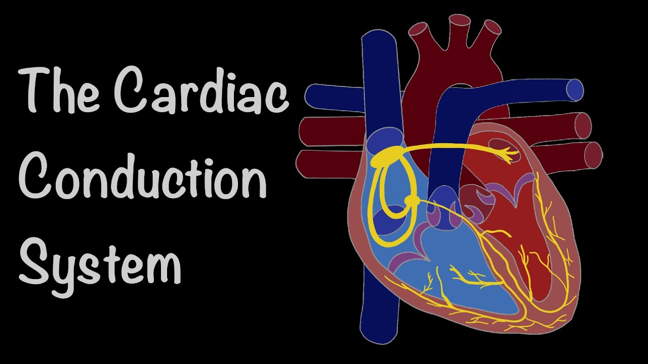 The Cardiac Conduction System The Heart’s Electrical Symphony YouTube