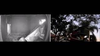 Dec 19 2016 443Pm Ocg Puts Rats In Hideout