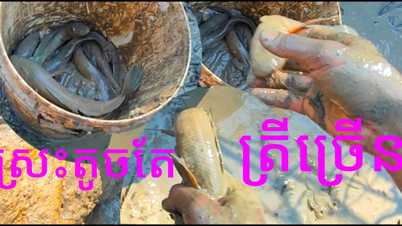 ស្រះតូចតែត្រីច្រើន