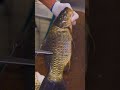 Amazing carp cutting skills! Fish revive at the end?