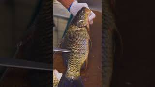 Amazing carp cutting skills! Fish revive at the end?