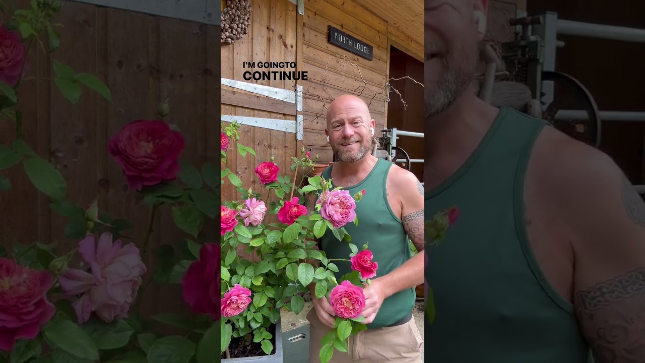 personal growing review of Rose’Emma Bridgewater’(Ausb44a16) from 