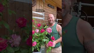 Download Lagu personal growing review of Rose’Emma Bridgewater’(Ausb44a16) from @david_austin_roses #gardenerben MP3