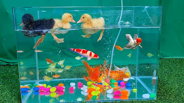 Vịt con, cá ba đuôi, cá chép koi - video động vật dễ thương cho bé