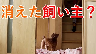 トイプードルに消えるドッキリをやってみた！はたして愛犬の虎太郎の反応は！？
