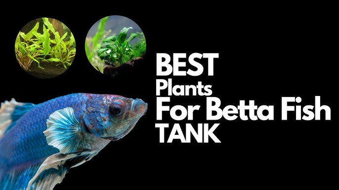 11 Best Plants For Small Aquarium (With Photos) - AquariumStoreDepot