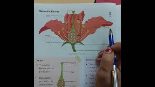 Parts of a Flower| science for class 5| grade 5 science Parts of a flower