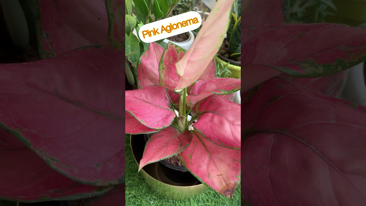 Balcony Plants | Unique Plant compilation 😍