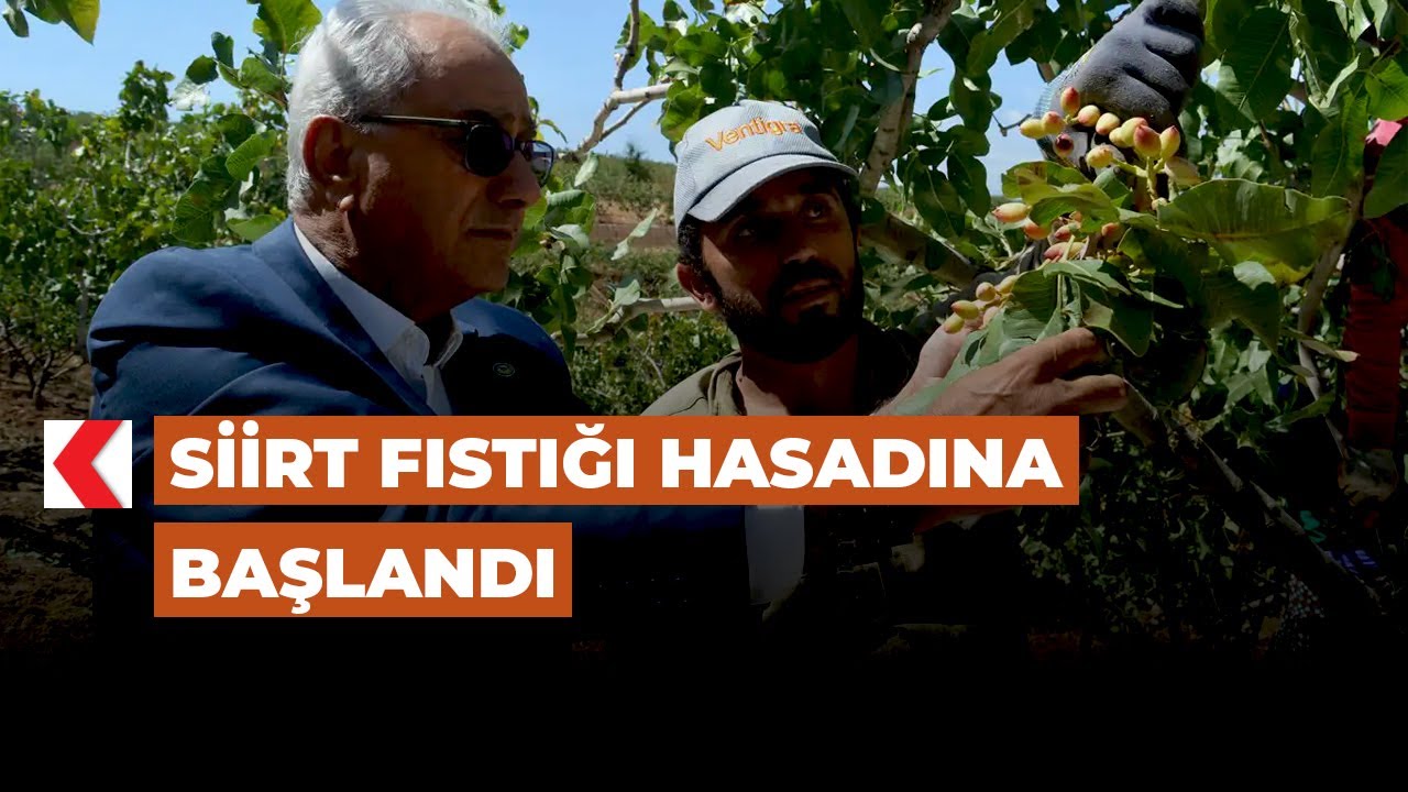 Siirt Fıstığı hasadına başlandı