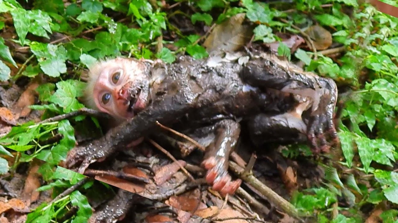 R!!!!!PPPPP!!! Please Take care this monkey