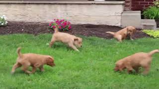 Golden Retriever Puppies For Sale