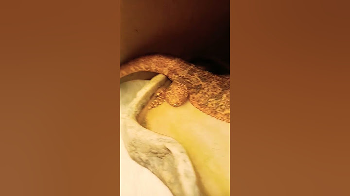 Pogona #viral#shorts#pogona#vitticeps#animal#lézard#dragonbarbu.