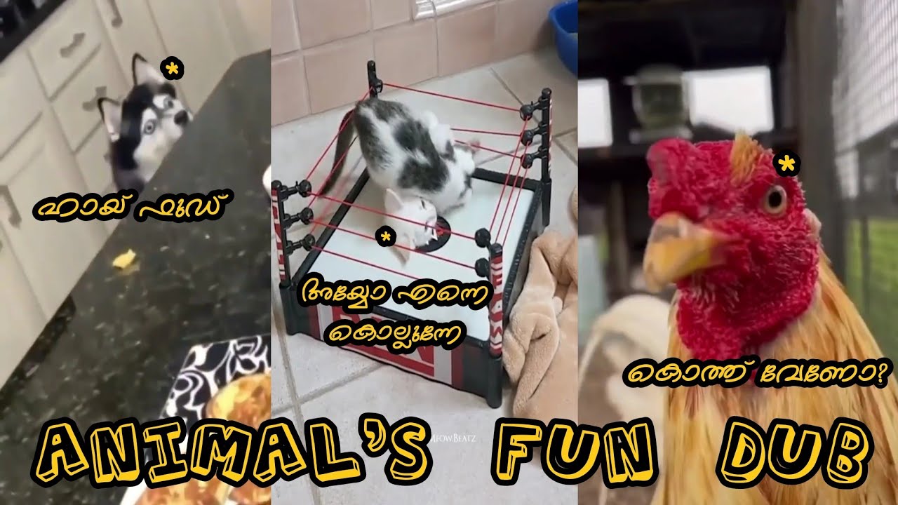 ⁣#shorts |Animal's Fun Dub | DUBBING NETWORK