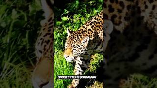El Jaguar 🐆 Documental completo en mi canal. #naturaleza #documentalanimal #animales