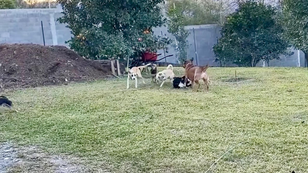 Videos que a nadie le importan🤷🏻‍♂️ Camila primera vez !  