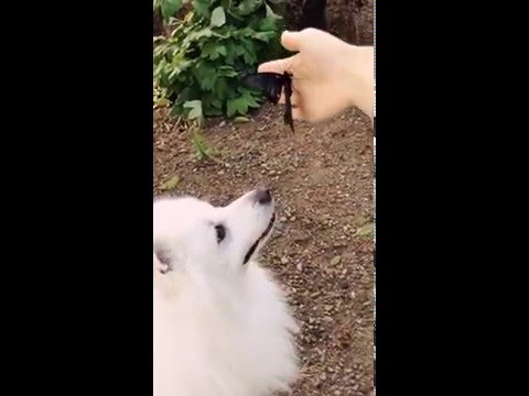蝶々が怖い、、スピッツ