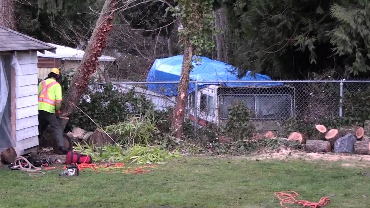 Hazardous Tree Removal - YouTube