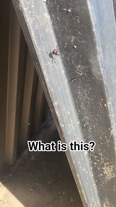 please help me identify this spider