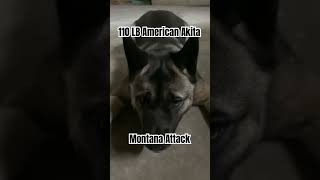 110 LB American Akita Attack in Montana Basement #shorts #shortsvideo