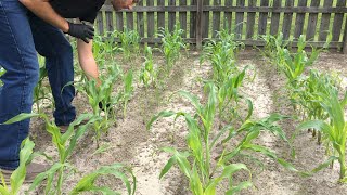 Week 7 - Nutrient Deficiencies and Fertilization