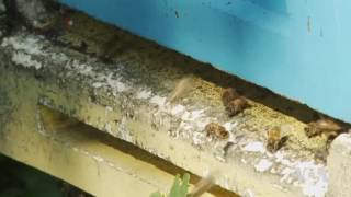 Scientists in Poland Race to Save Honeybees