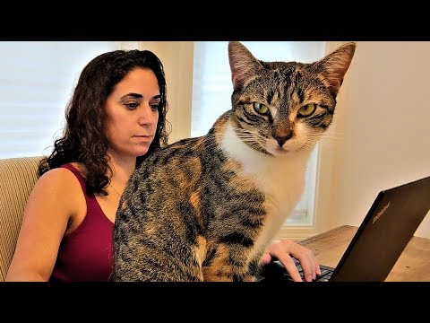 Working from Home with Cats and Kittens