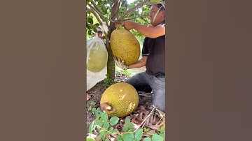 How Thai Farmers Harvest Giant Jackfruits @HappyFarm85